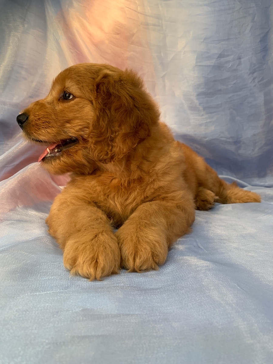 Male Mini Goldendoodle Puppy for Sale, DOB 7-4-2022, $1800